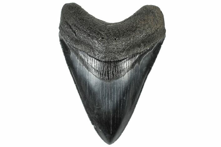 Serrated, Fossil Megalodon Tooth - South Carolina #310404